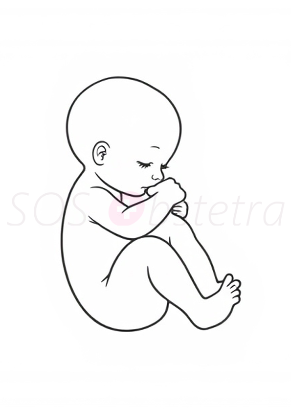 Exemplo de arte gestacional: contorno simples de um bebê em posição fetal, ideal para pintura personalizada, disponível no curso online de arte gestacional da SOSObstetra.