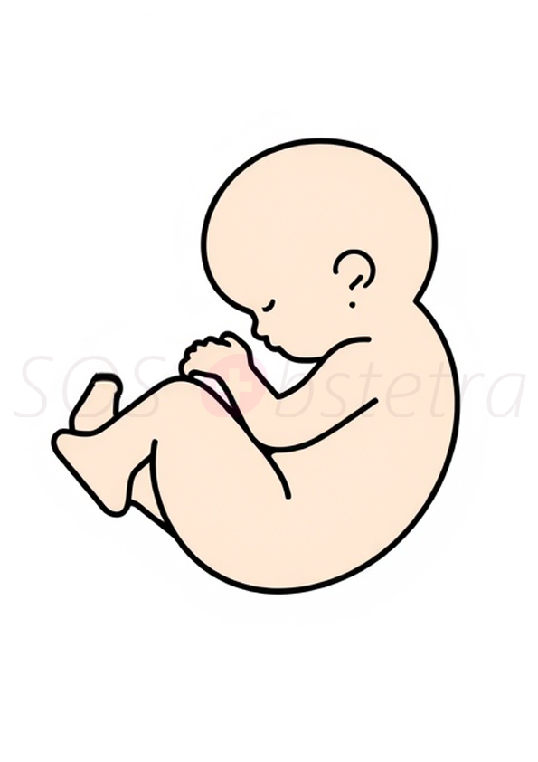 Exemplo de arte gestacional: ilustração colorida de um bebê em posição fetal, pronta para aplicação artística, oferecida no curso online de arte gestacional da SOSObstetra.